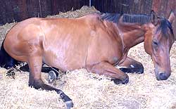 A horse with colic may lay down frequently