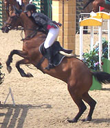 stress on joints when showjumping can cause arthritis