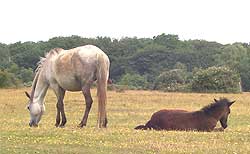 New forest ponies