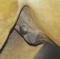 photo of a sarcoid on the sheath of a horse