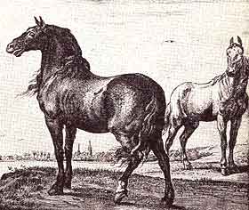 English Saddle horses of 1650