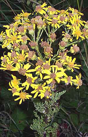 Ragwort should be cleared from fields grazed by horses