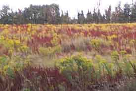 ragwort