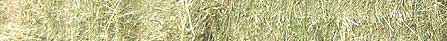 hay - steaming hay has health benefits for horses