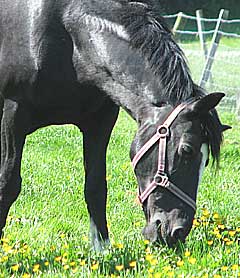 A horse will get a natural feed from grazing
