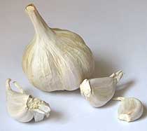 Feeding Garlic to horses