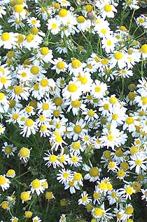 chamomile a calming herb for horses