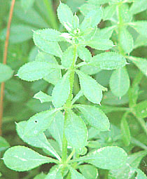 herbal remedy clivers, goose grass or cleavers