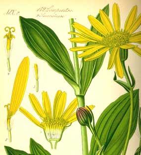 Arnica