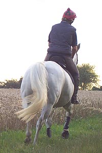 Riding can be more pleasurable on a calm horse