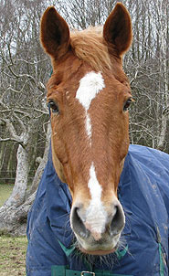 senior horse kept warm in winter