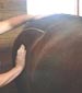 Horse receiving massage