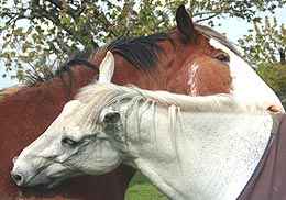 bot eggs can be ingested when horses groom each other