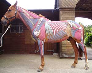 Equine Body Work requires knowledge of the Horse's anatomy