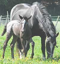 mare and foal