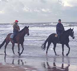 Horses on beach