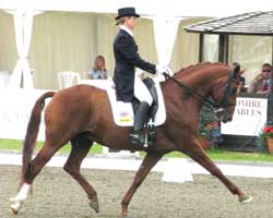 a dressage horse needs a wellbalanced feed