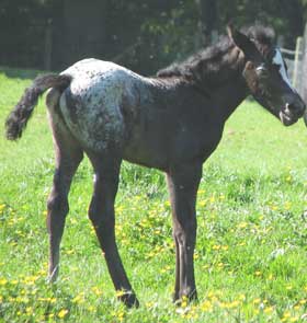 a young foal gets the best nutrition from its mother's milk