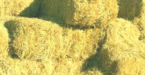 bales of hay a good basic feed for a horse or pony