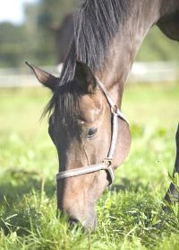 ortant photo of horse grazing - grass is important for horse nutrition