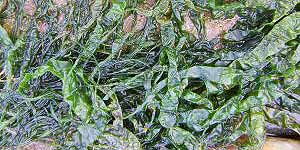 seaweed