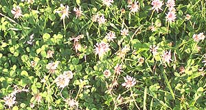 Grazing on rich Clover can cause horse laminitis