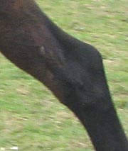 Equine Body Work requires knowledge of the Horse's anatomy